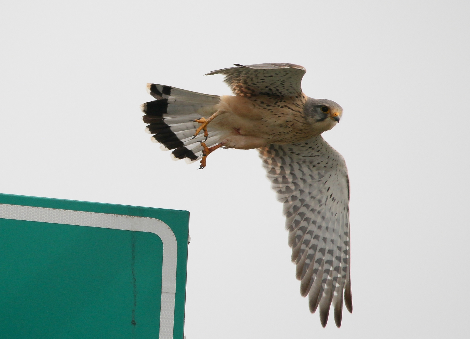 Common Kestrel (Falco tinnunculus) Vörös vércse 13927269574[H]