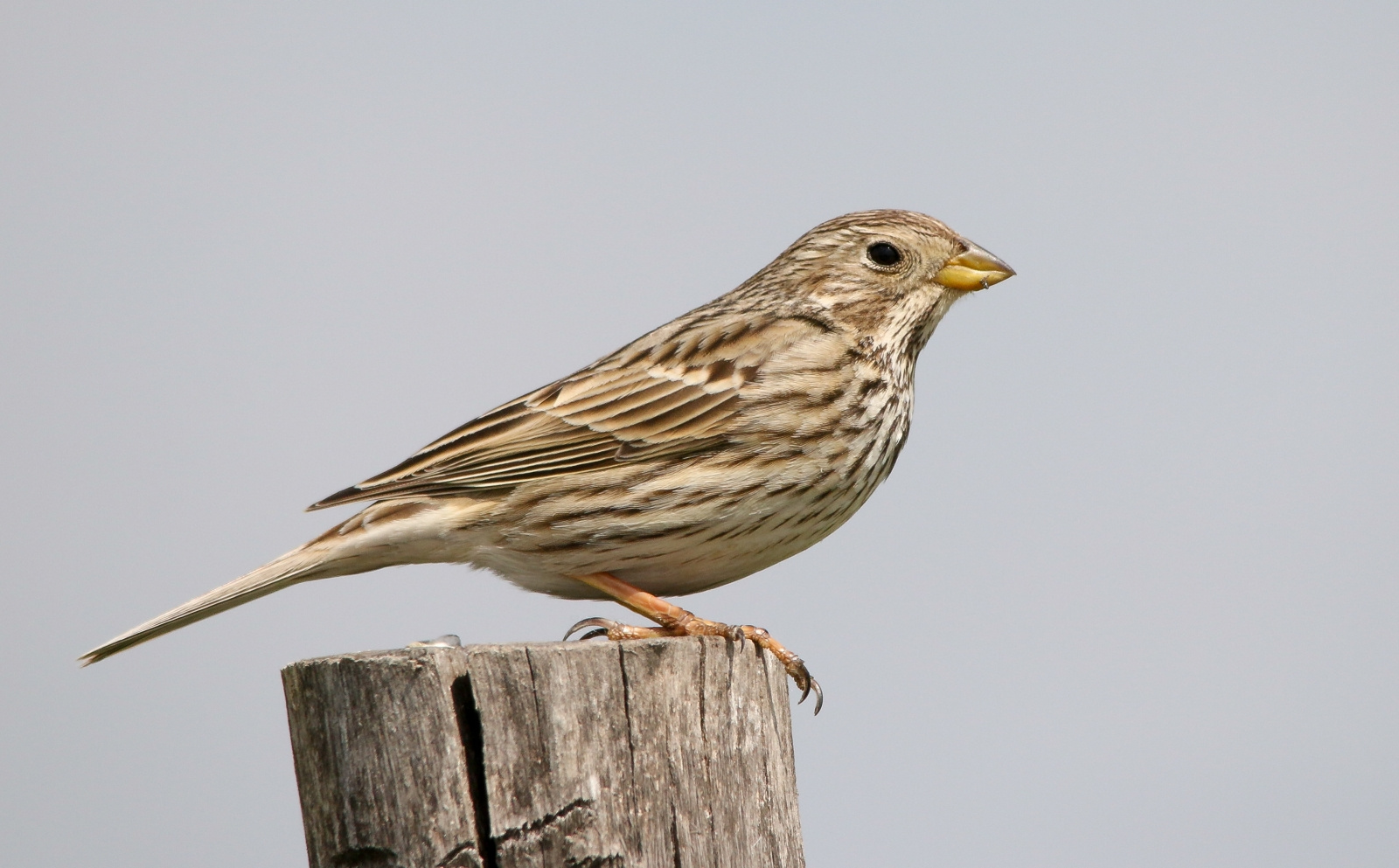 Corn Bunting (Emberiza calandra) Sordély