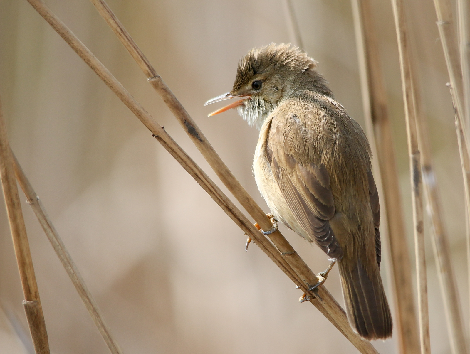 Eurasian Reed Warbler (Acrocephalus scirpaceus) Cserregõ nádipos