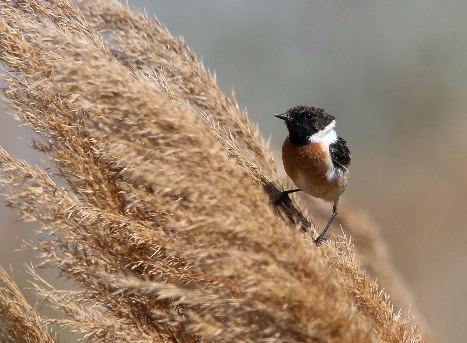 European Stonechat (Saxicola rubicola) Cigánycsuk 13935469966[H]