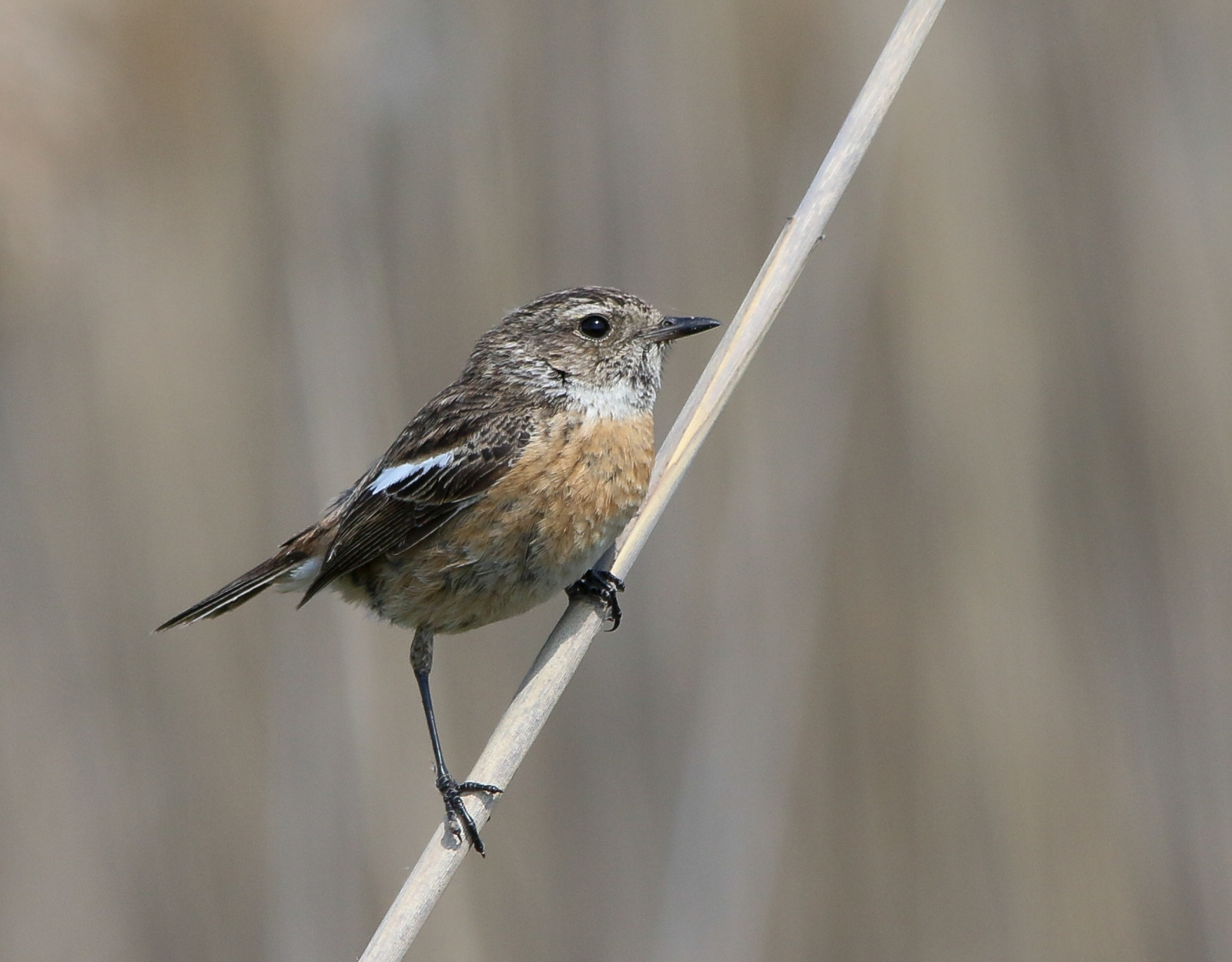 European Stonechat (Saxicola rubicola) Cigánycsuk 13935707976[H]