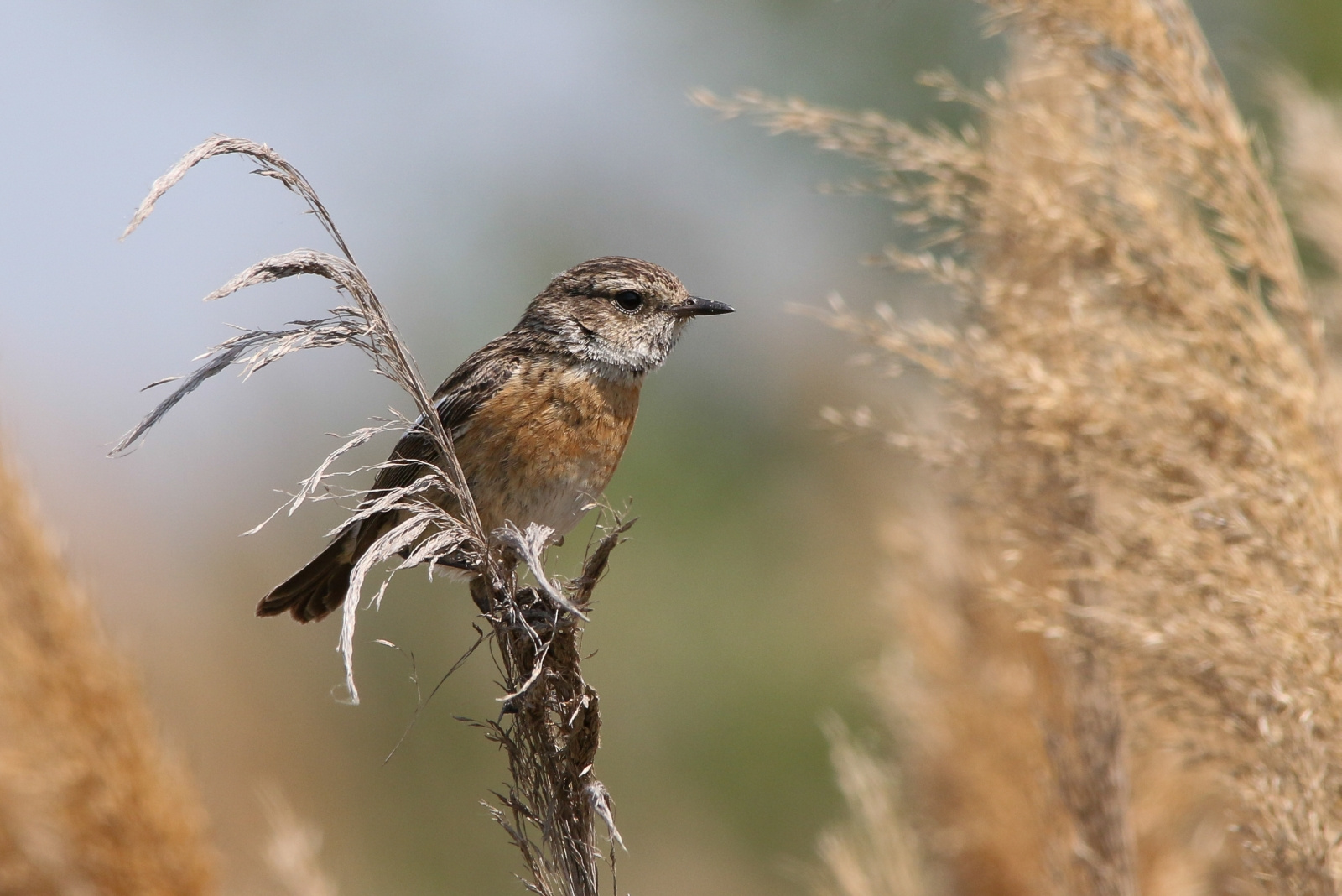 European Stonechat (Saxicola rubicola) Cigánycsuk 13955637202[H]