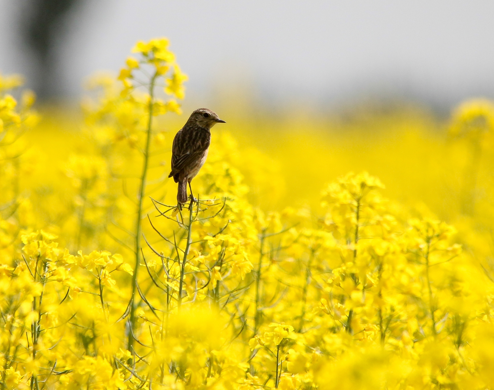 European Stonechat (Saxicola rubicola) Cigánycsuk 13955669161[H]