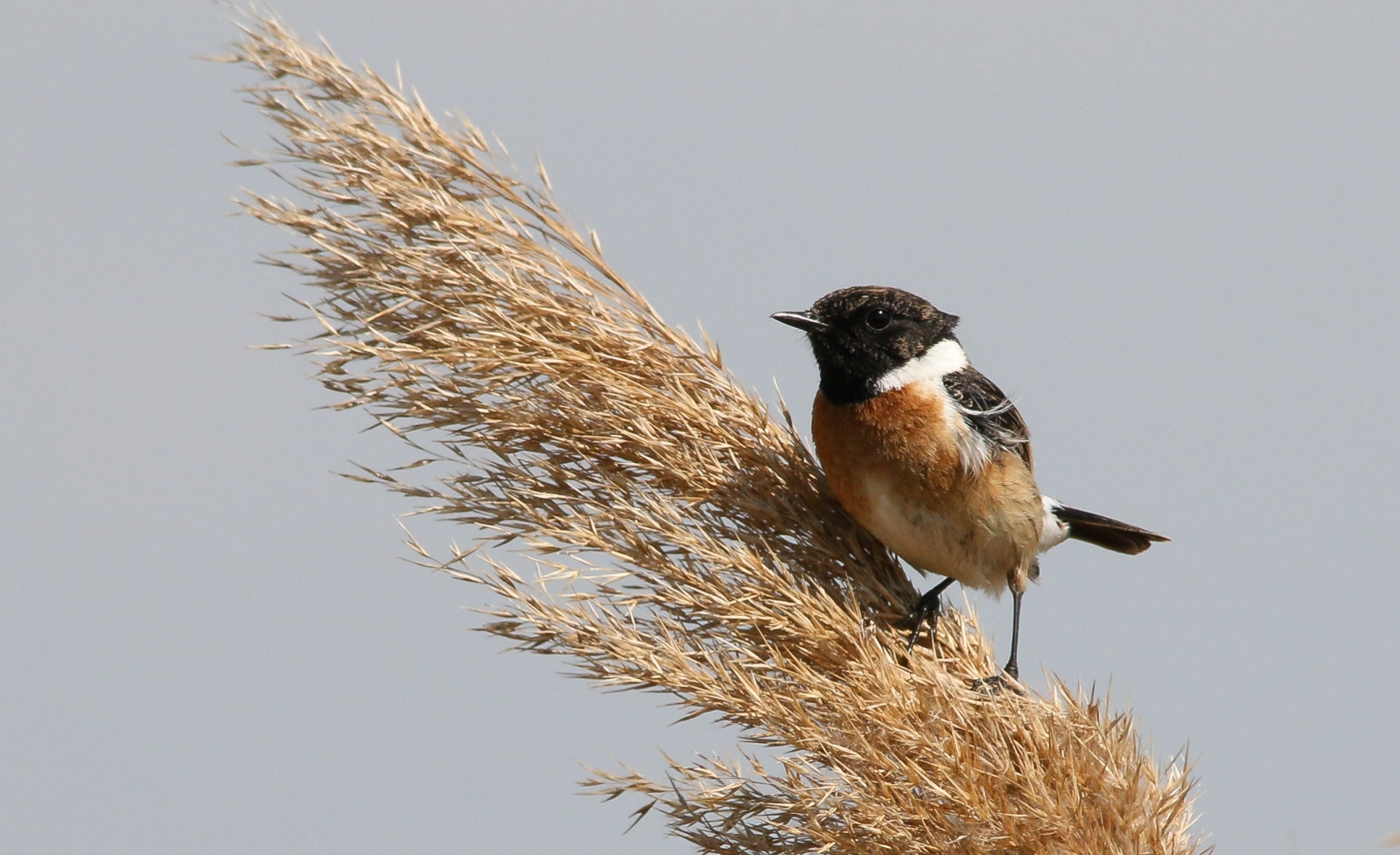 European Stonechat (Saxicola rubicola) Cigánycsuk 13955934692[H]