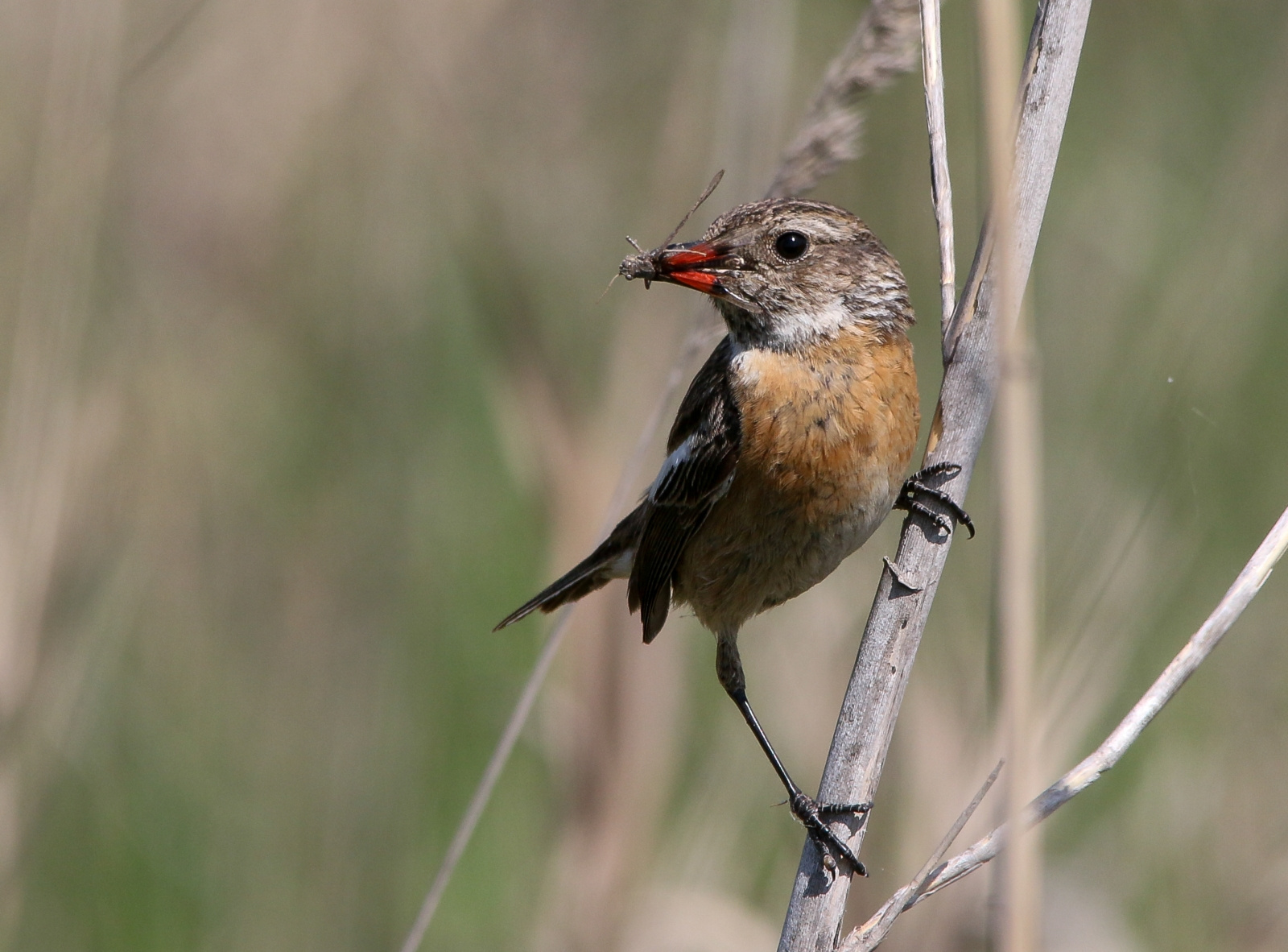 European Stonechat (Saxicola rubicola) Cigánycsuk 13958620625[H]