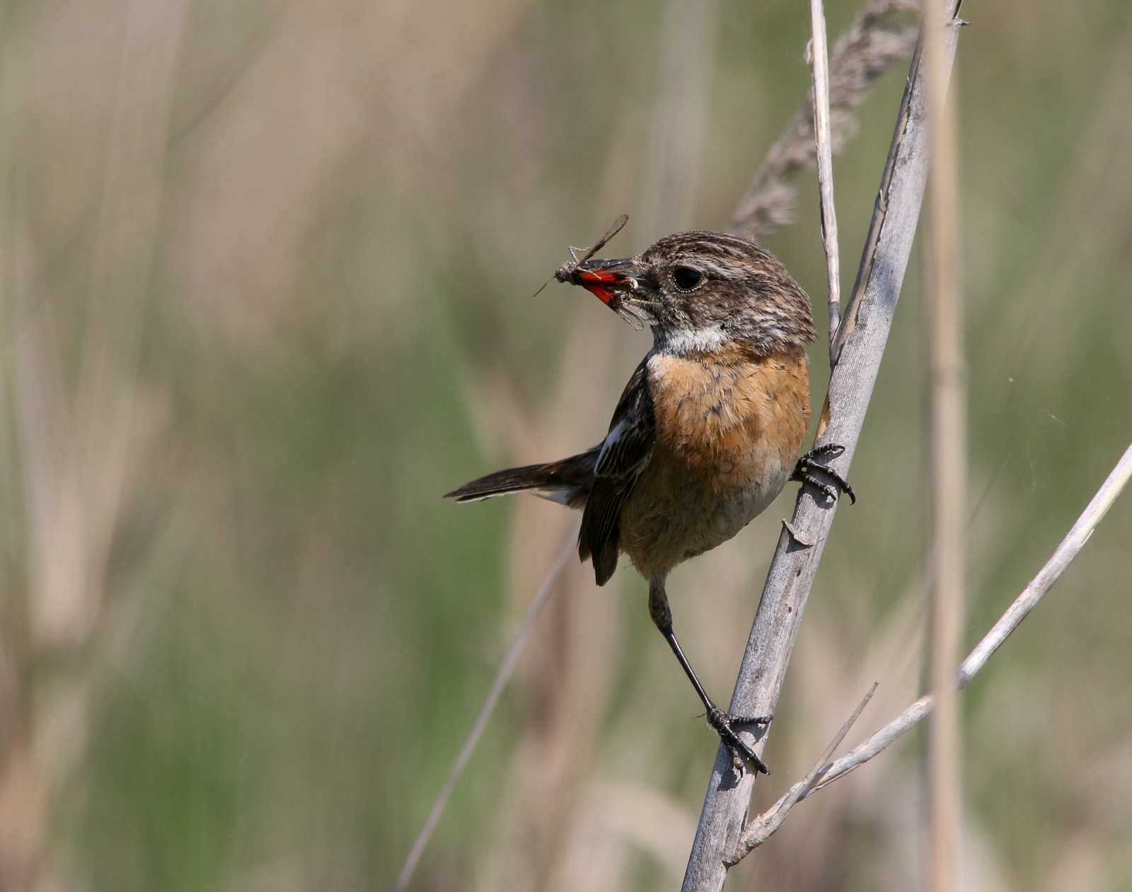 European Stonechat (Saxicola rubicola) Cigánycsuk 13979066033[H]