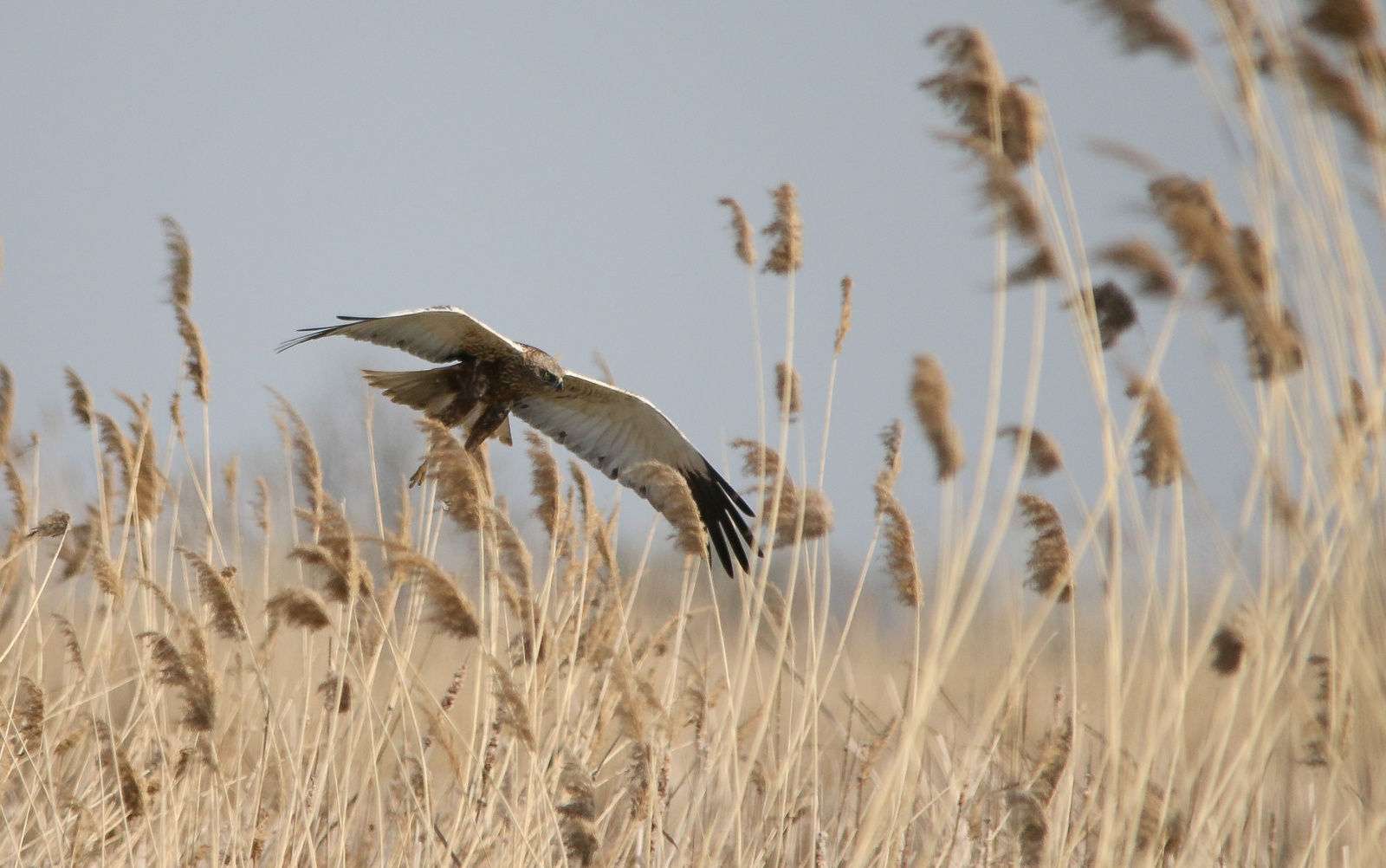 Western Marsh-harrier (Circus aeruginosus) Barna rétihéja 134100