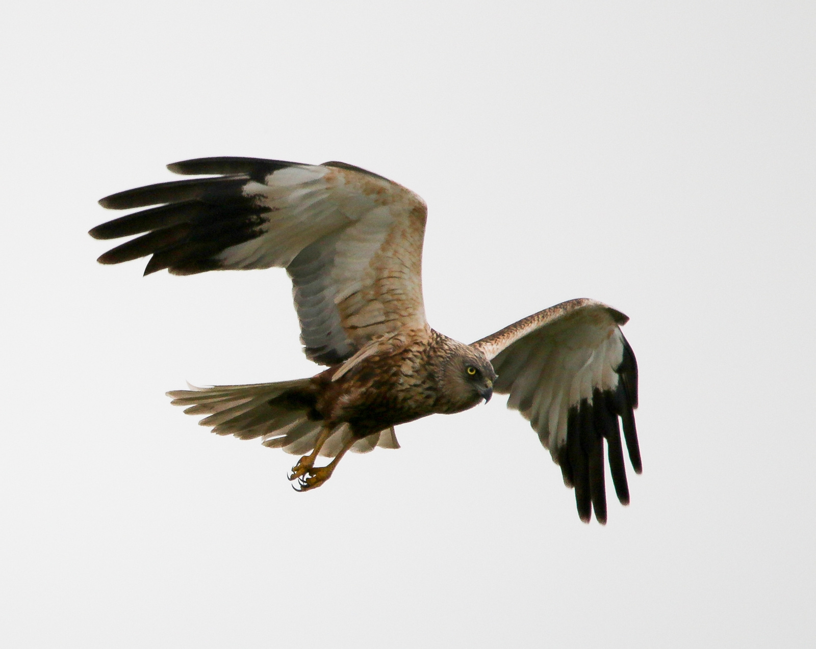 Western Marsh-harrier (Circus aeruginosus) Barna rétihéja 139507