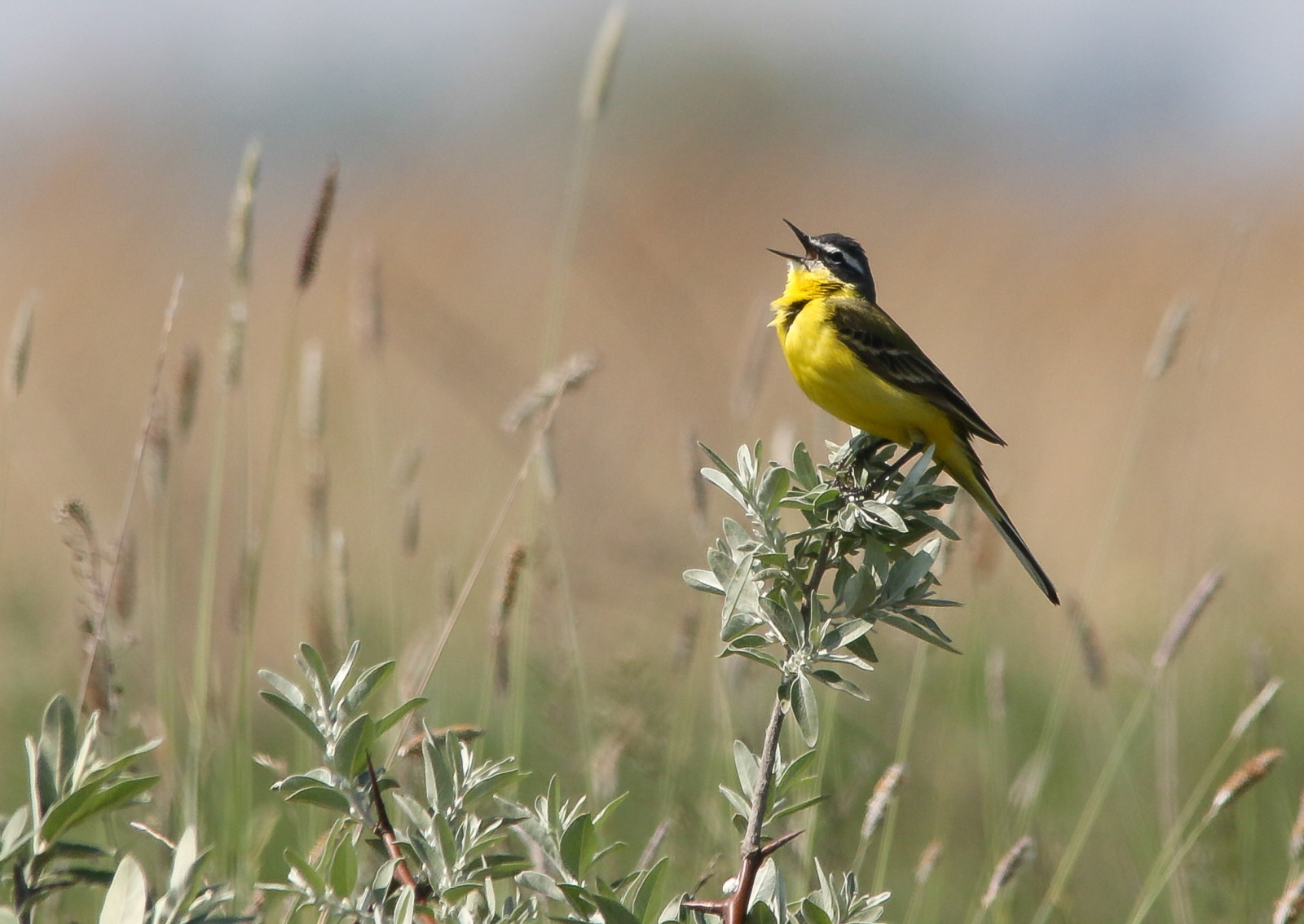 Western Yellow Wagtail (Motacilla flava) Sárga billegetõ 1393613