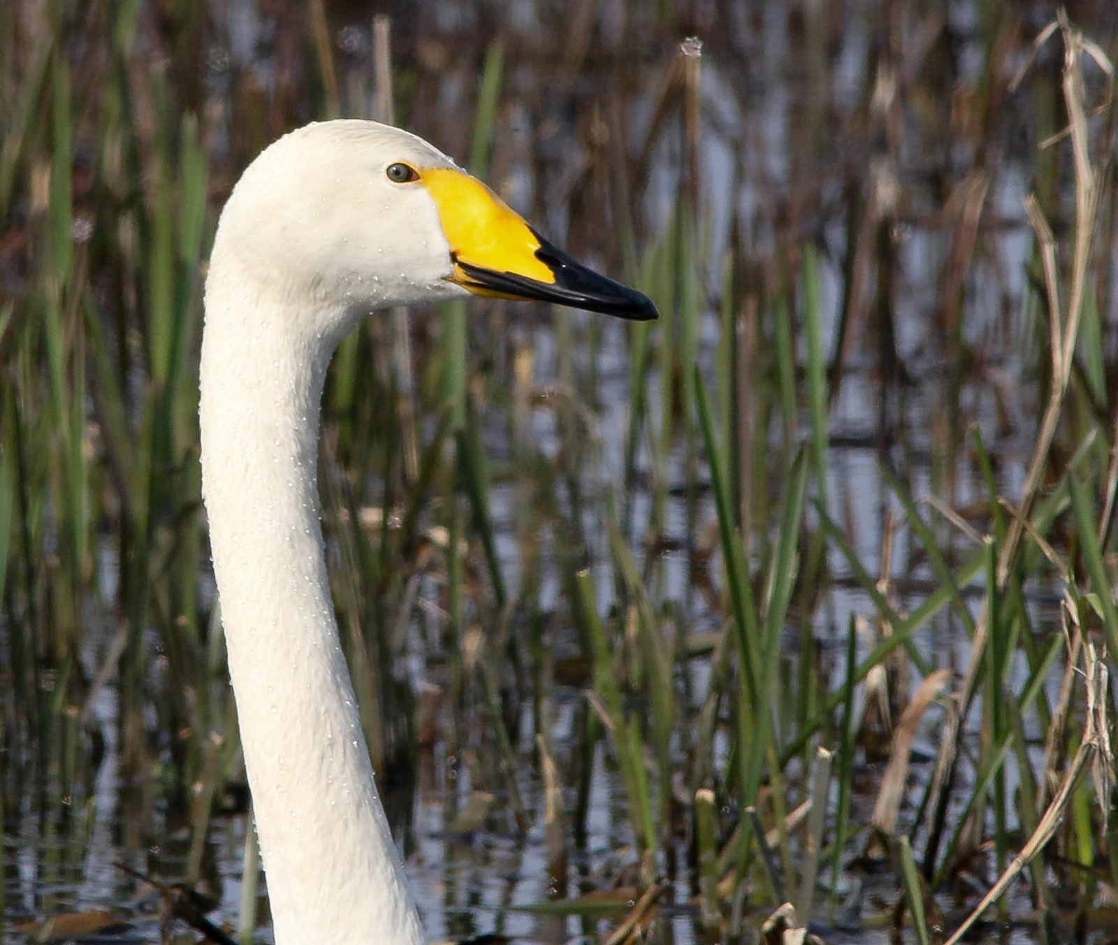 Whooper Swan (Cygnus cygnus) Énekes hattyú 13604706373[H]