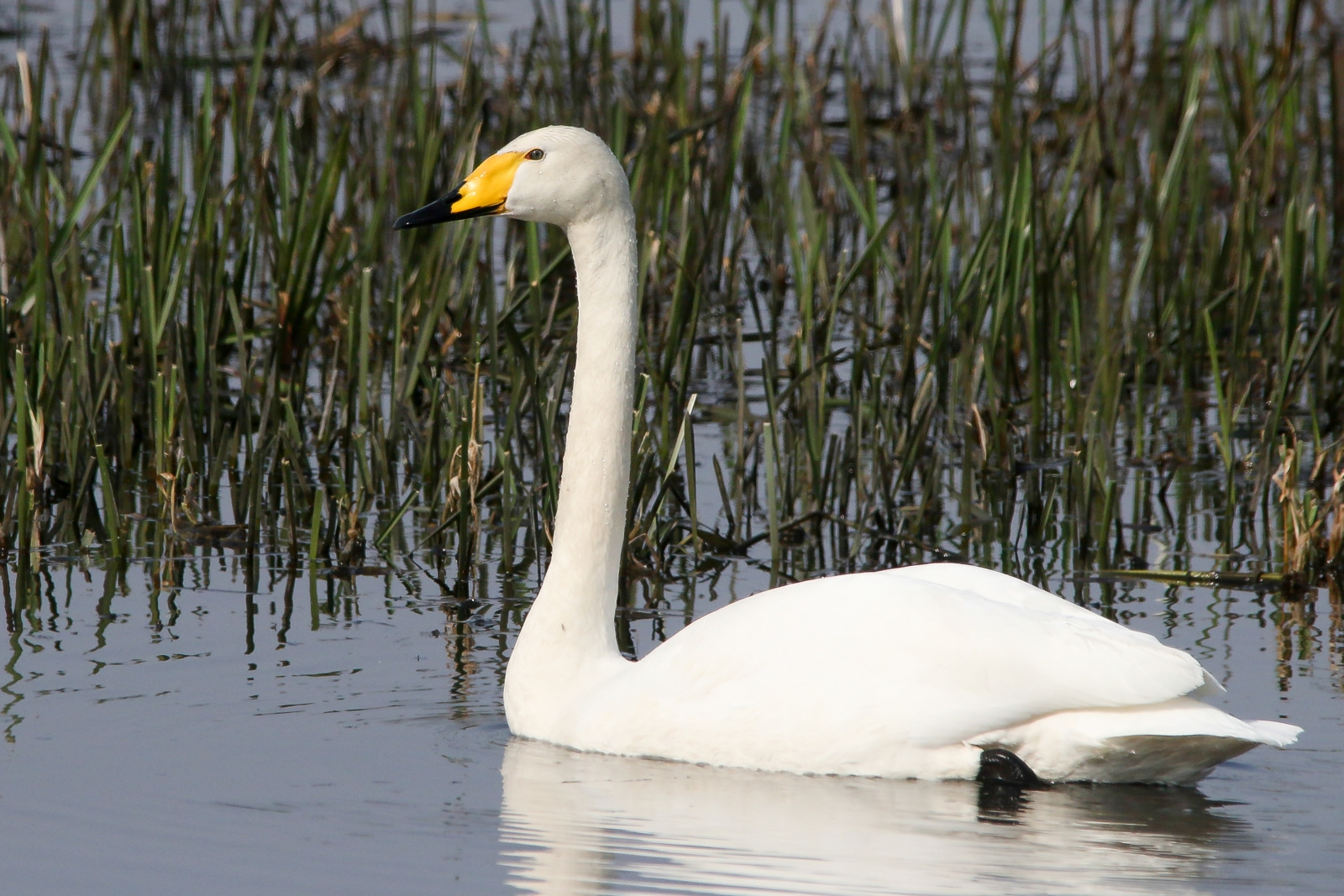 Whooper Swan (Cygnus cygnus) Énekes hattyú 13605201294[H]