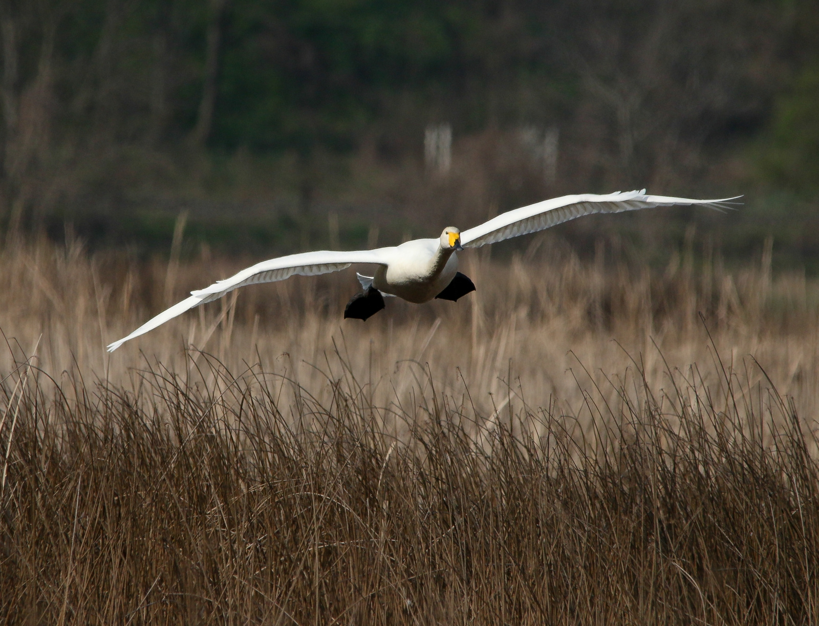 Whooper Swan (Cygnus cygnus) Énekes hattyú 13605557753[H]