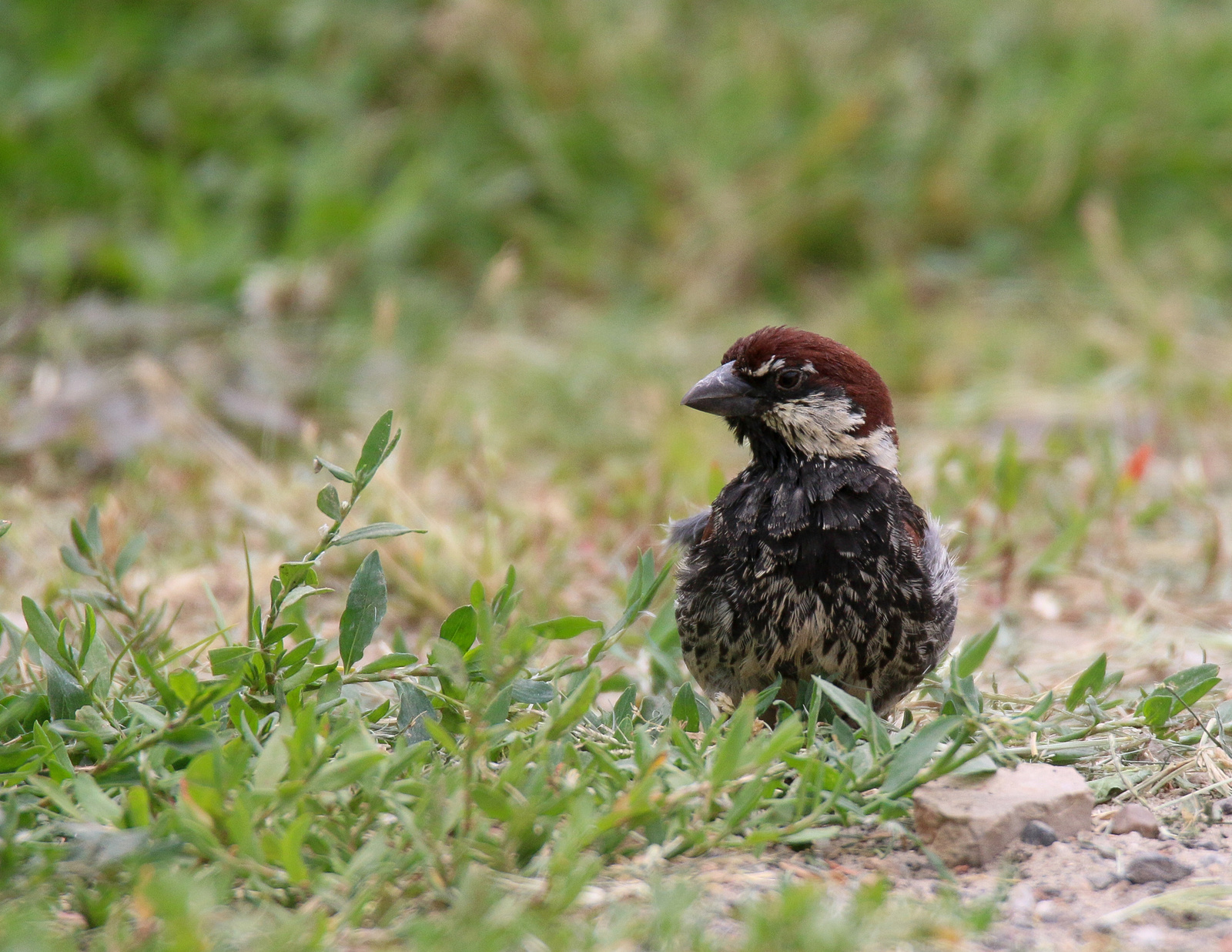 Spanish Sparrow Willow Sparrow (Passer hispaniolensis) berki ver