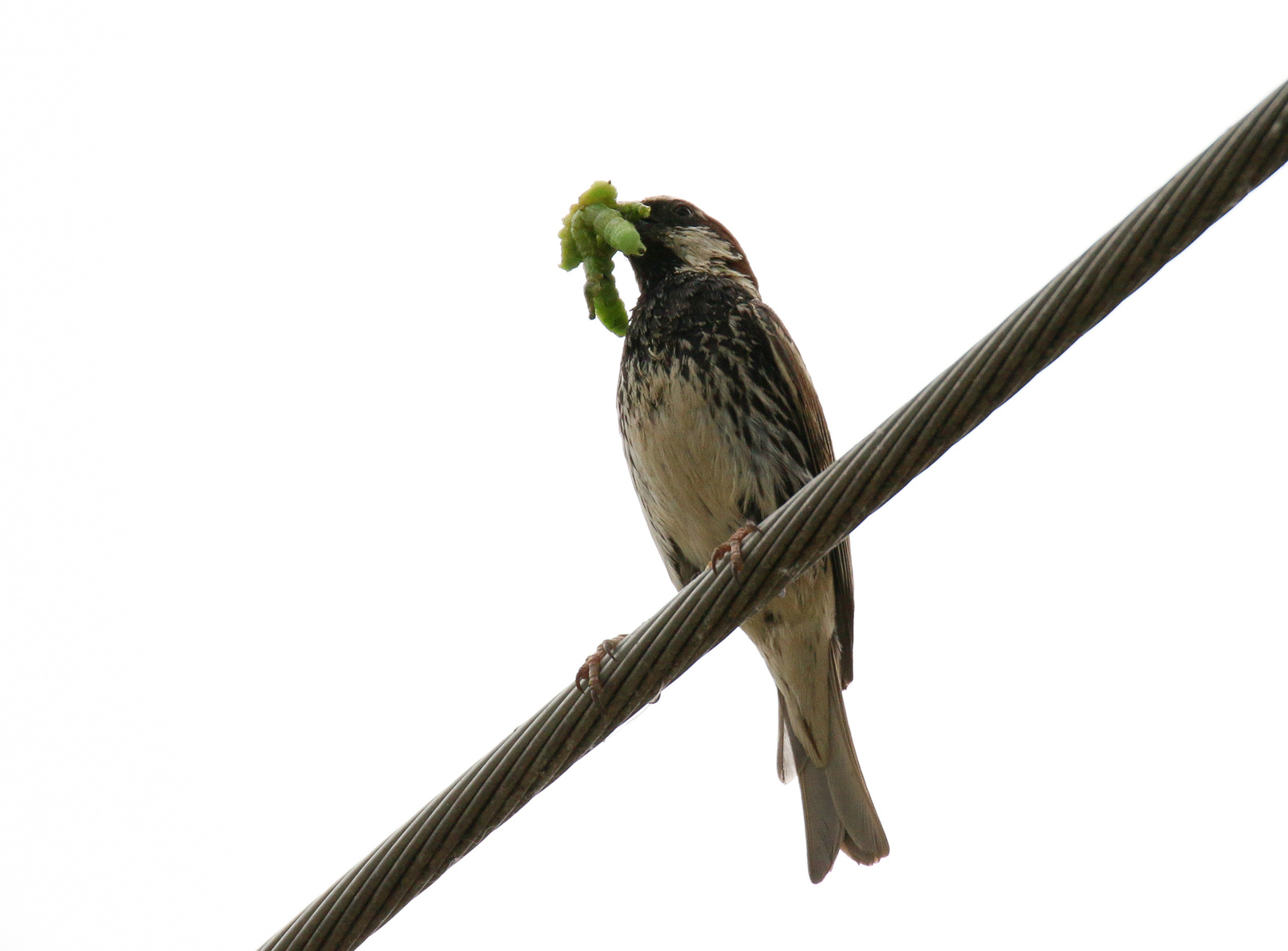 Spanish Sparrow Willow Sparrow (Passer hispaniolensis) berki ver