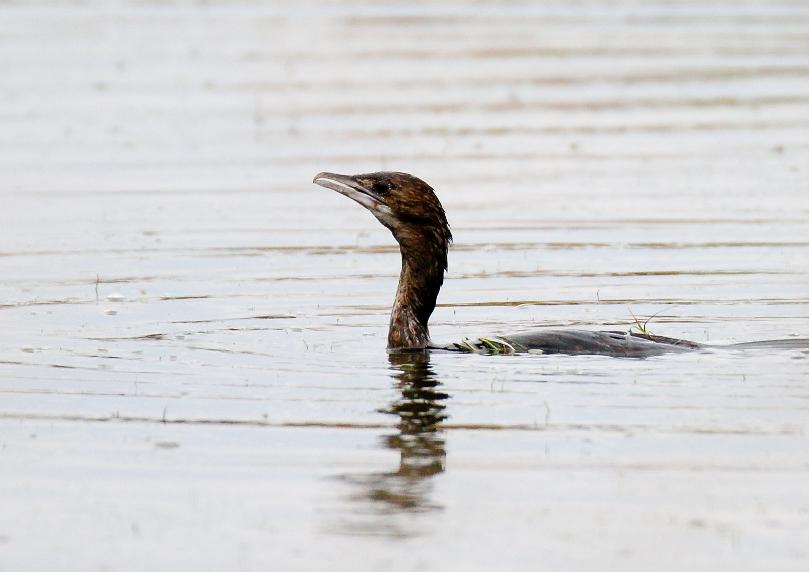 Üstökös kárókatona / Phalacrocorax aristotelis