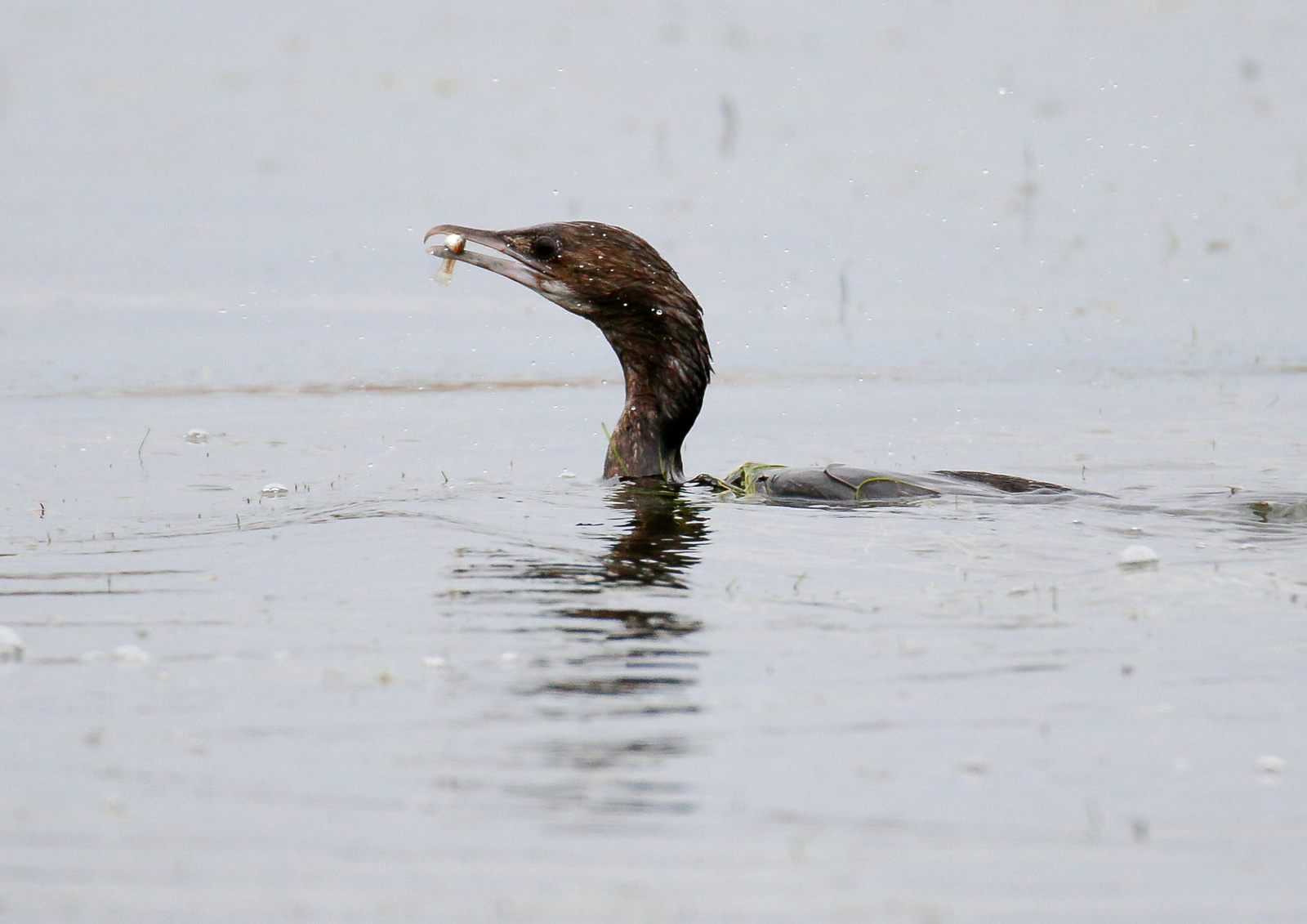 Üstökös kárókatona / Phalacrocorax aristotelis