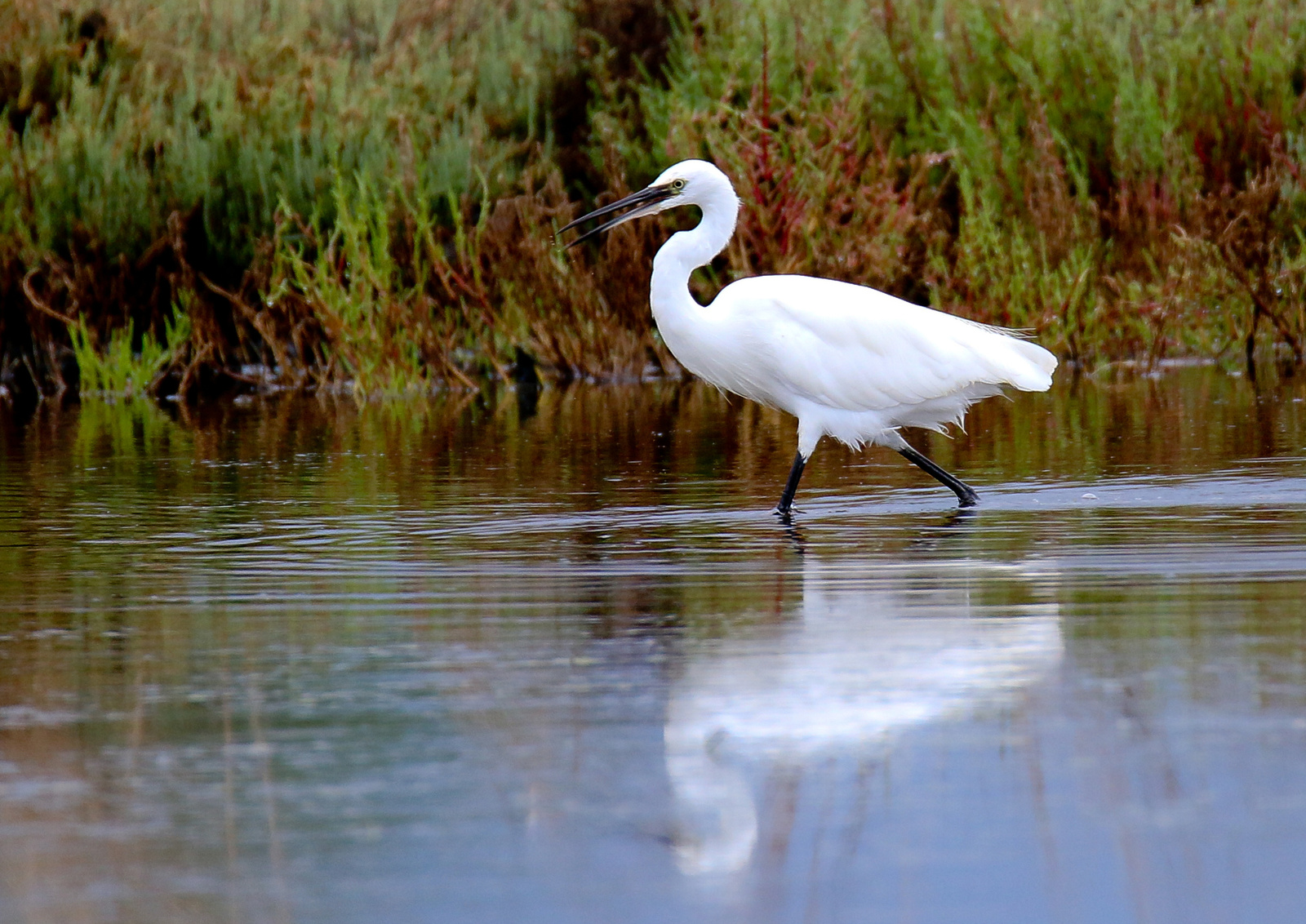 Kis kócsag (Egretta garzetta) Little Egret