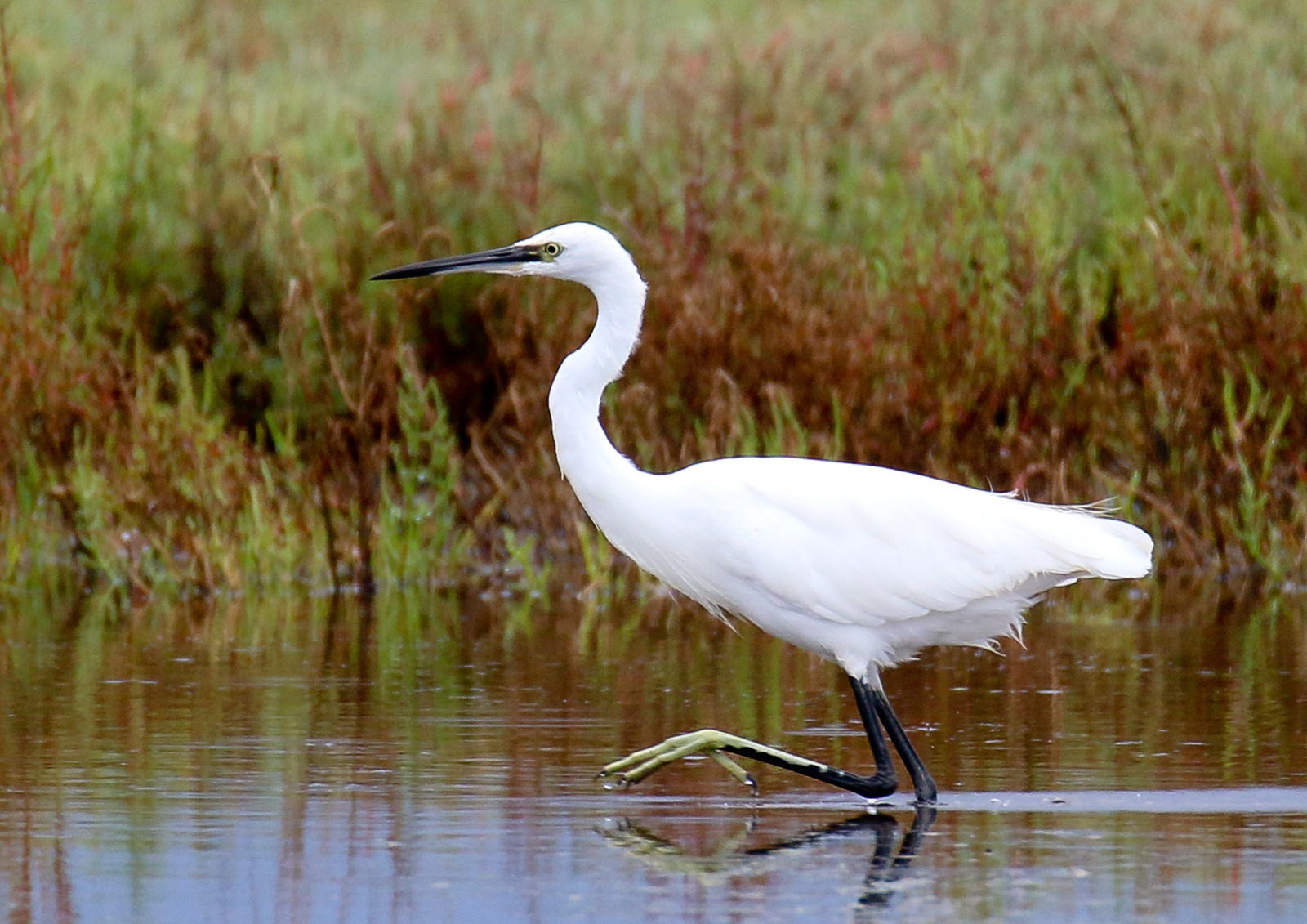 Kis kócsag (Egretta garzetta) Little Egret