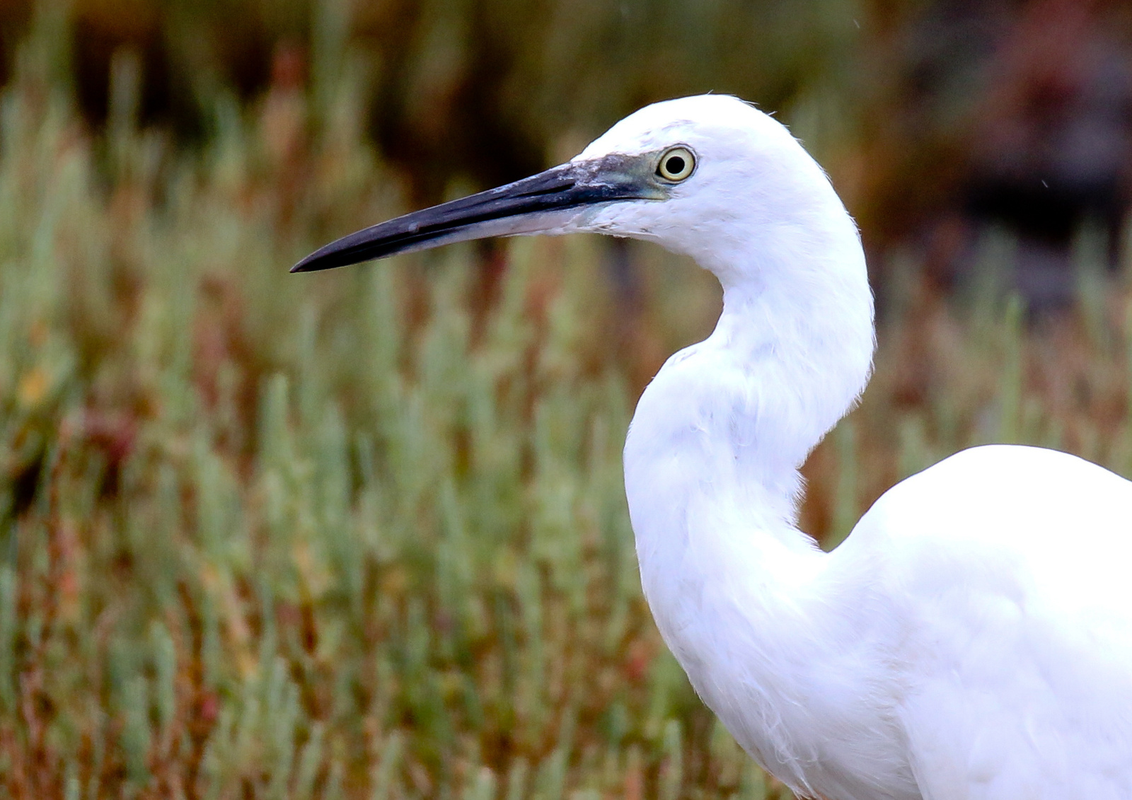 Kis kócsag (Egretta garzetta) Little Egret