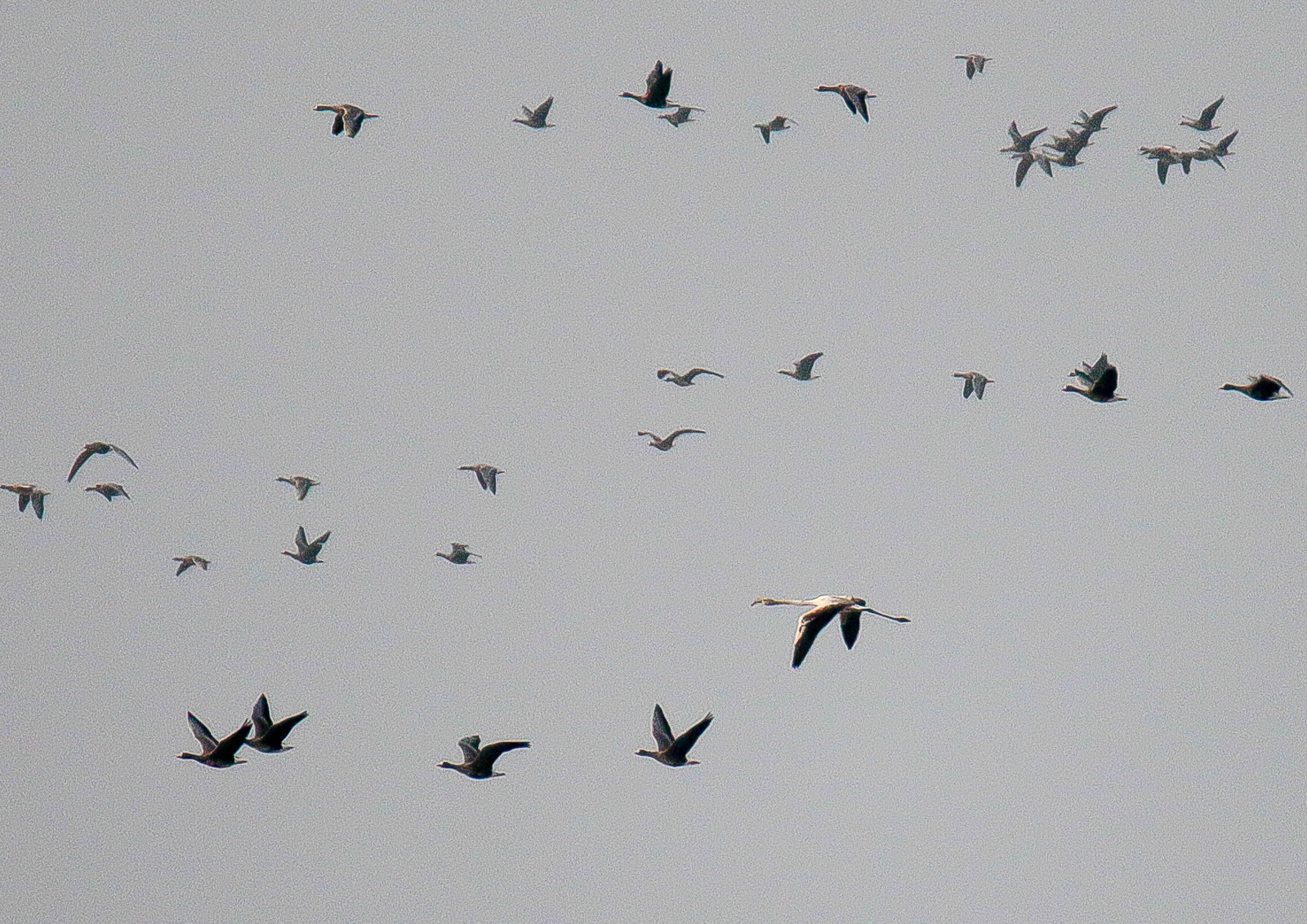 Rózsás flamingó (Phoenicopterus roseus)