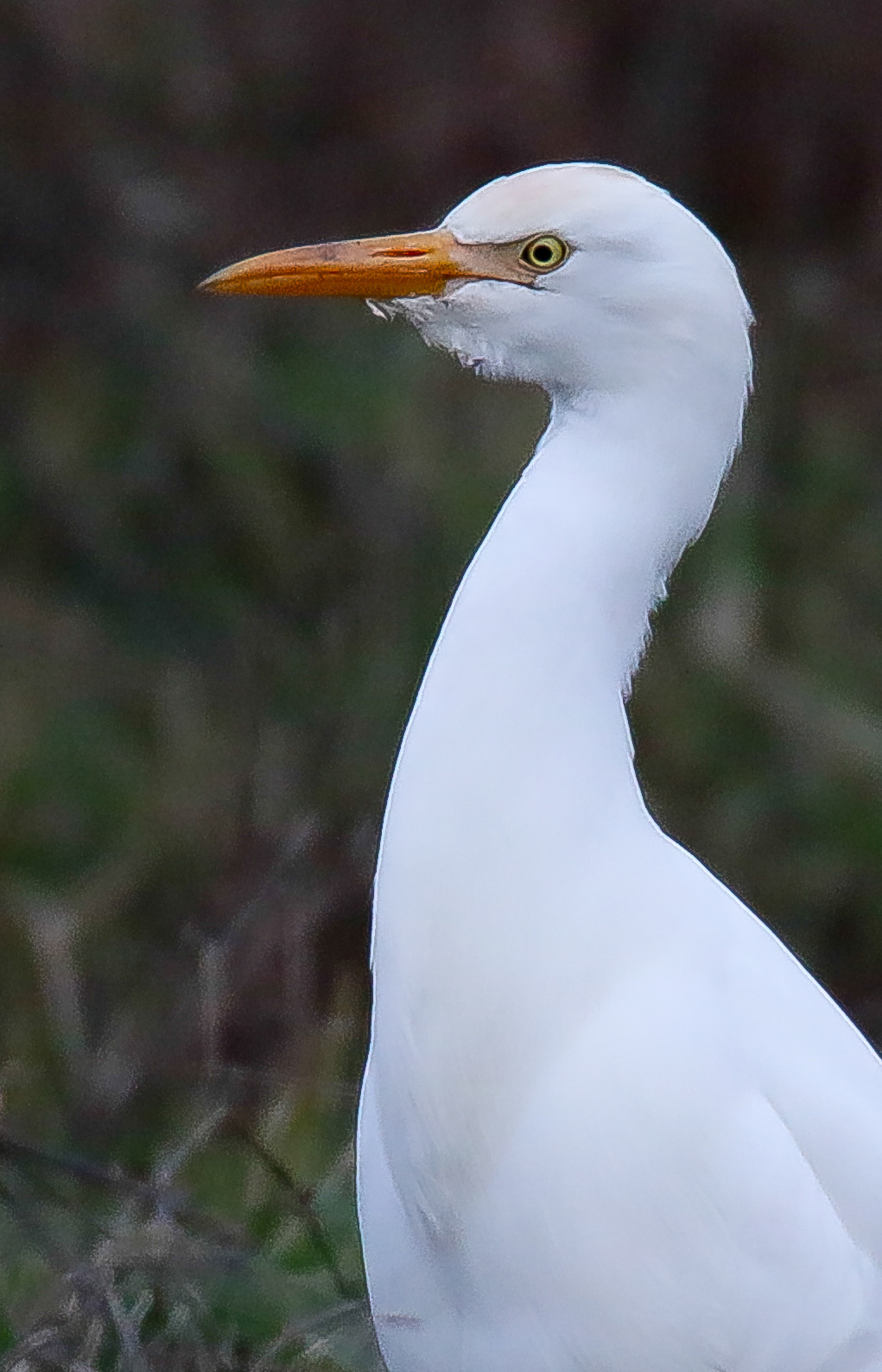 Cattle egret (Bubulcus ibis) Pásztorgém 15231736814[H]