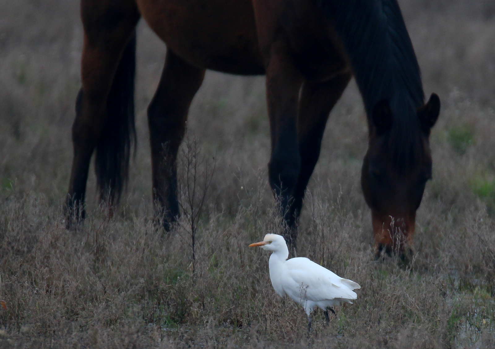 Cattle egret (Bubulcus ibis) Pásztorgém 15836563286[H]