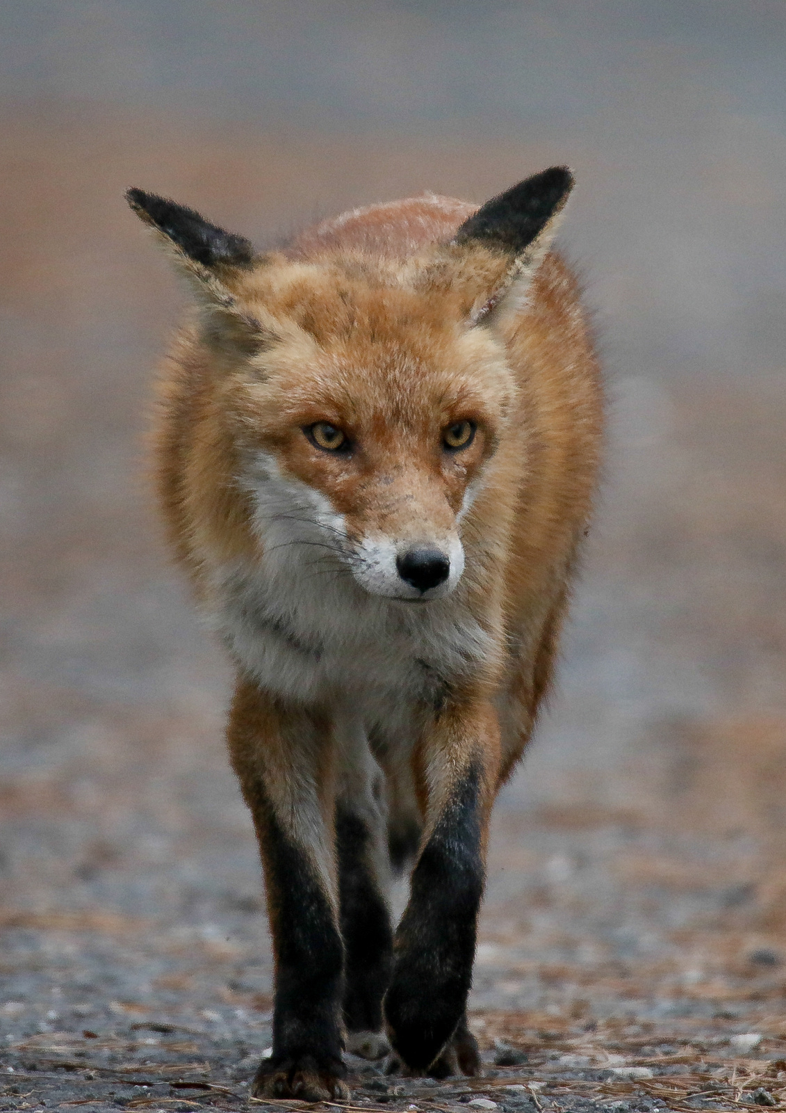 Red Fox (Vulpes vulpes) Vörös róka 15287323093[H]