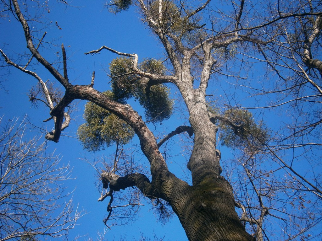 Élősködő Gyöngyélet