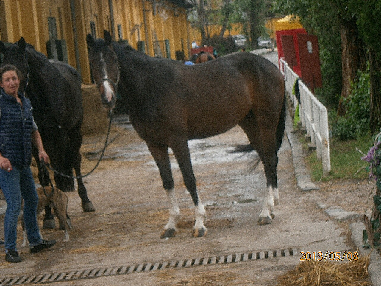 A kiváncsi paci, mégegyszer