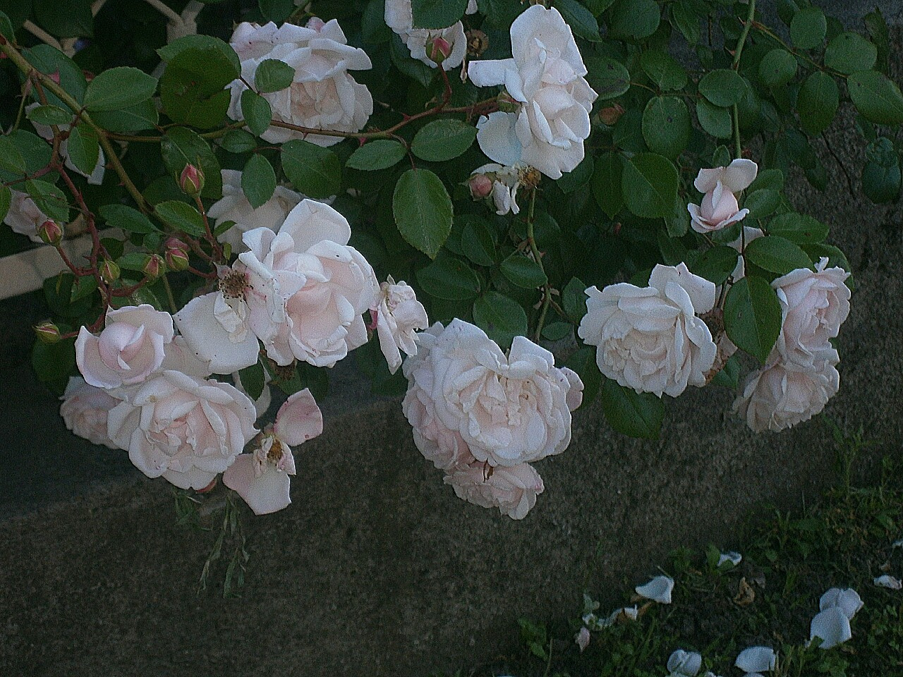 Rose blanche