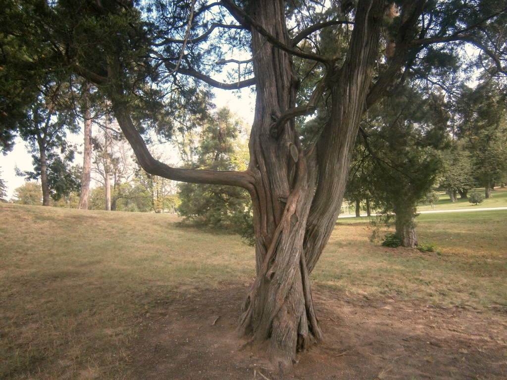 Fa-Gödöllő kastélypark