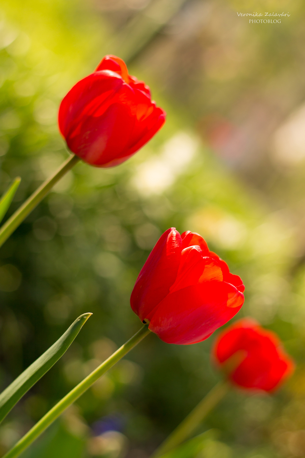 Piros tulipánok