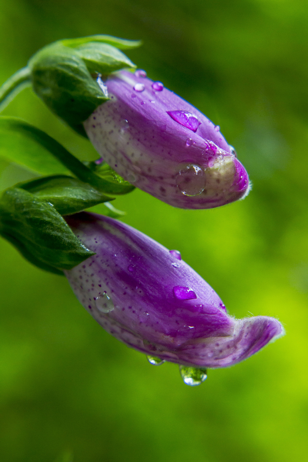 Foxgloves