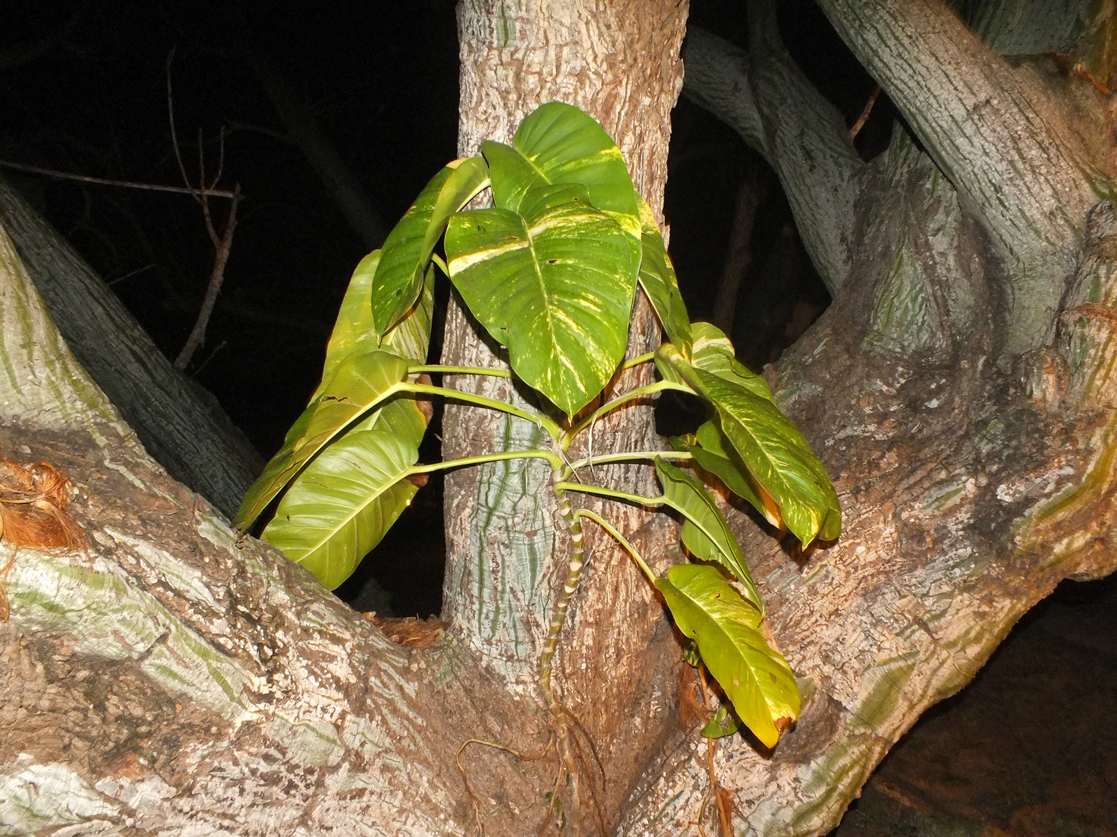 CUBA 2013 026