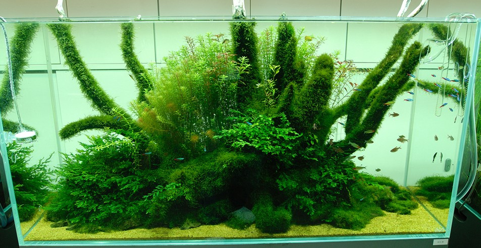 Nature-style-Aquarium