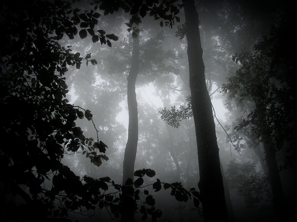 A sötét erdő