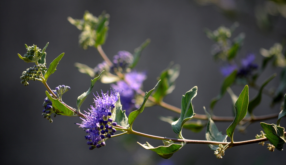 Kékszakáll (Caryopteris)