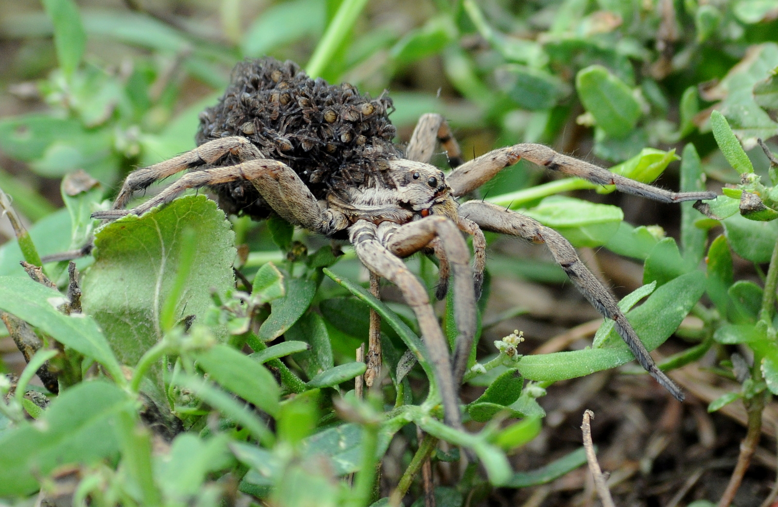 Szongáriai cselőpók (Lycosa singoriensis)