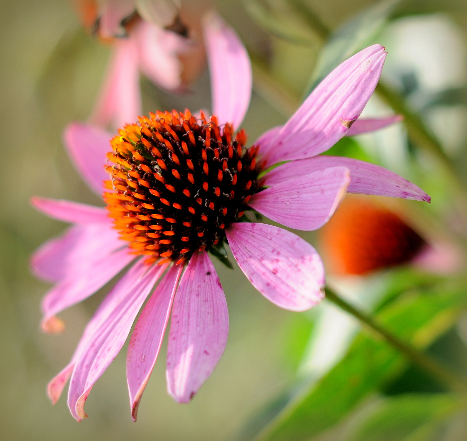 Bíbor kasvirág (Echinacea purpurea)