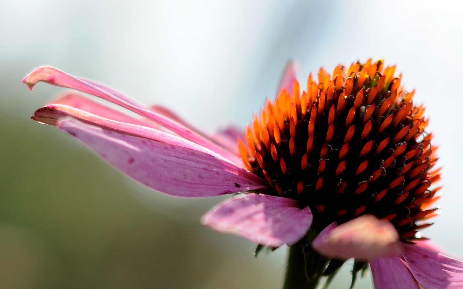 Bíbor kasvirág (Echinacea purpurea)