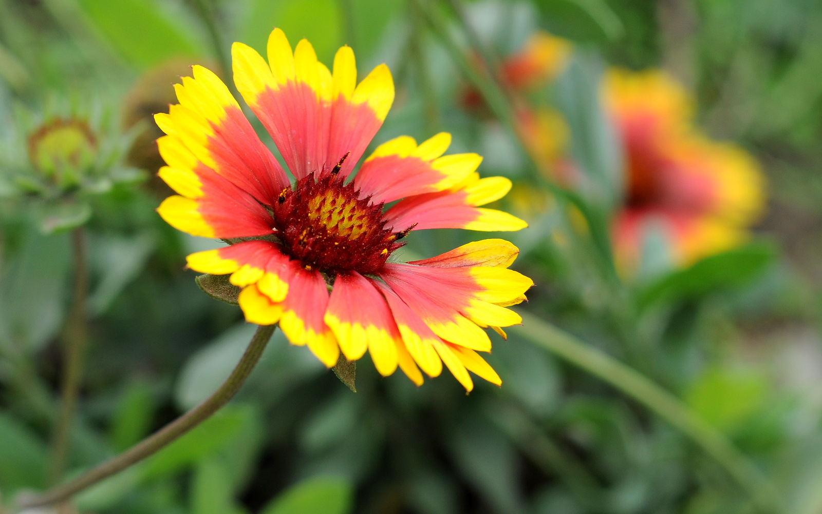 Kokárdavirág (Gaillardia)