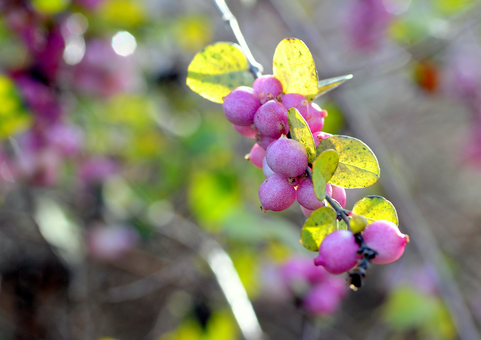 Rózsaszín hóbogyó (Symphoricarpos)