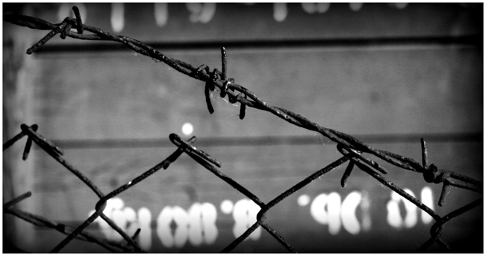 barbed wire bw