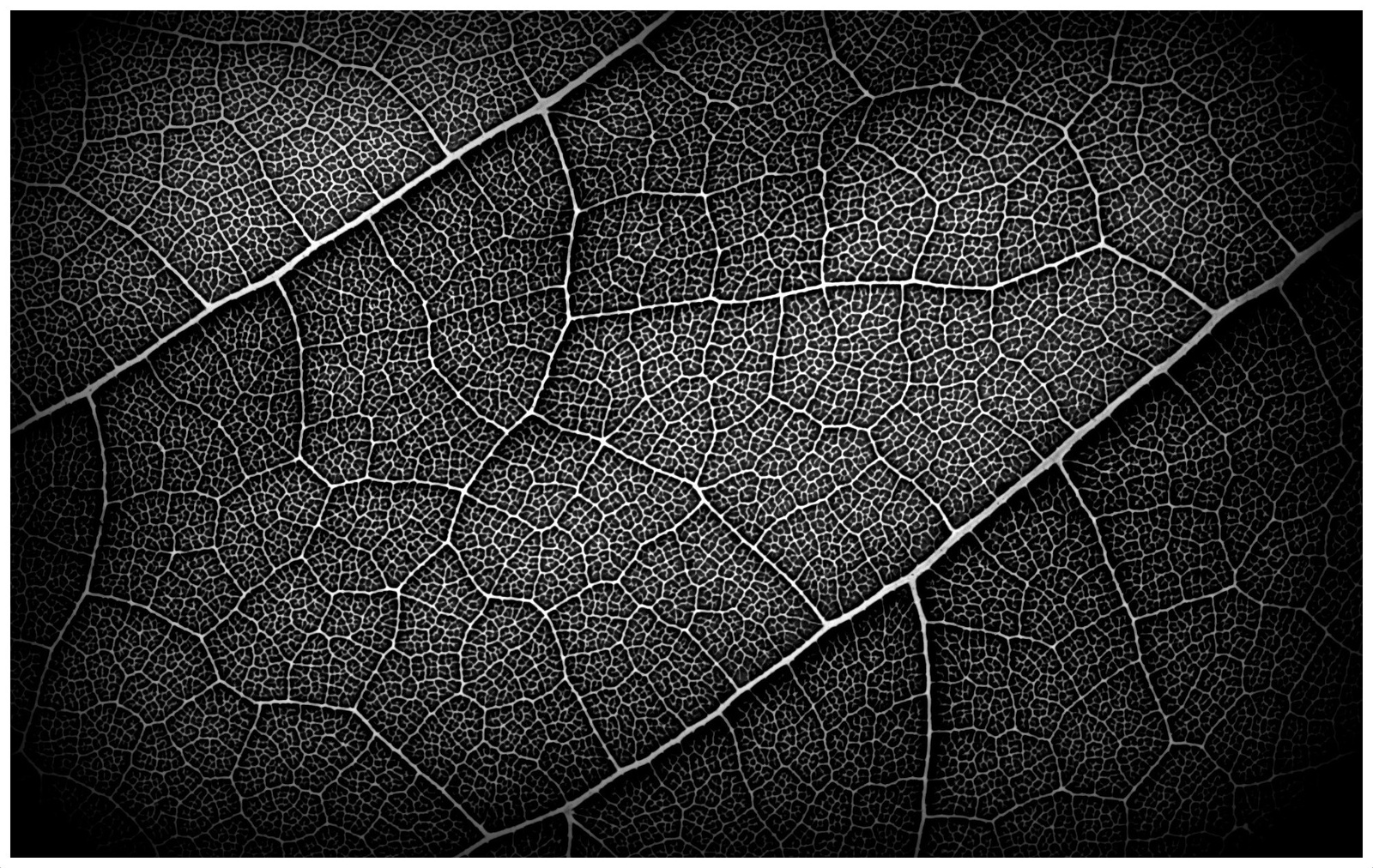 leaf 6 bw framed