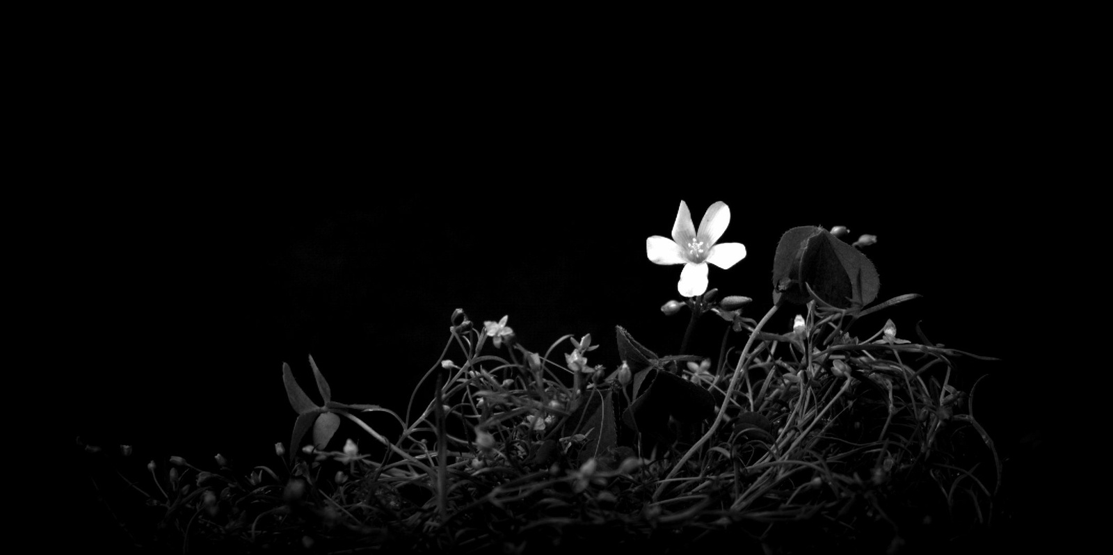 micro garden b&amp;w