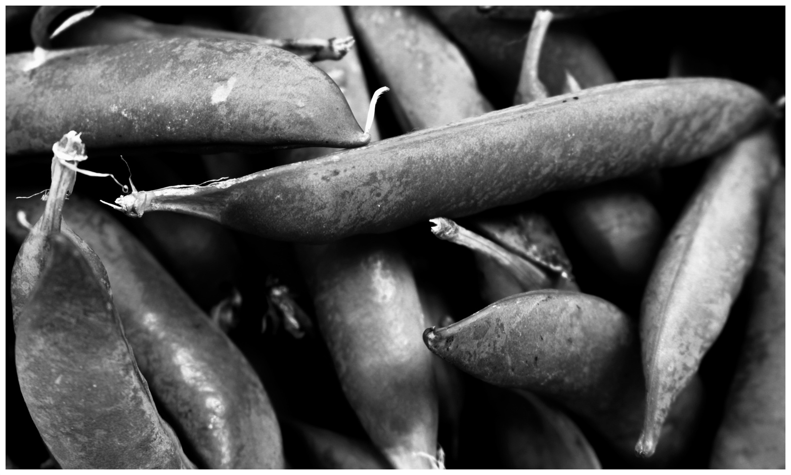 peas bw framed