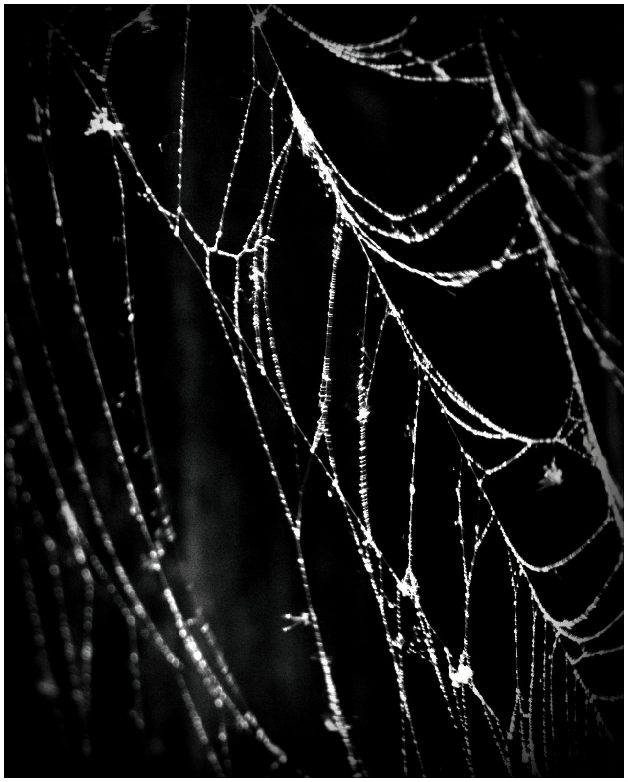 spiderweb bw