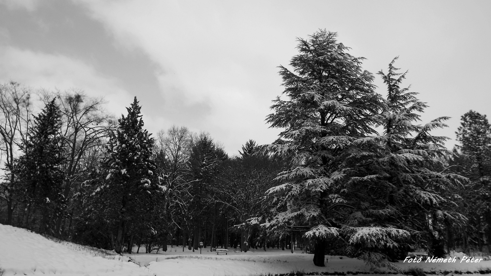 Arborétum tél 113