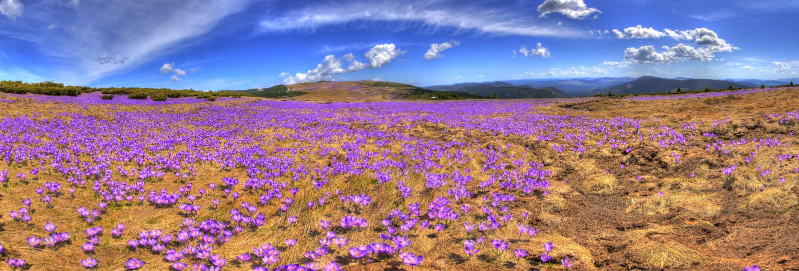 Panoráma a Horgas havasokon elterülő tavaszi sáfrány mezőről (HD