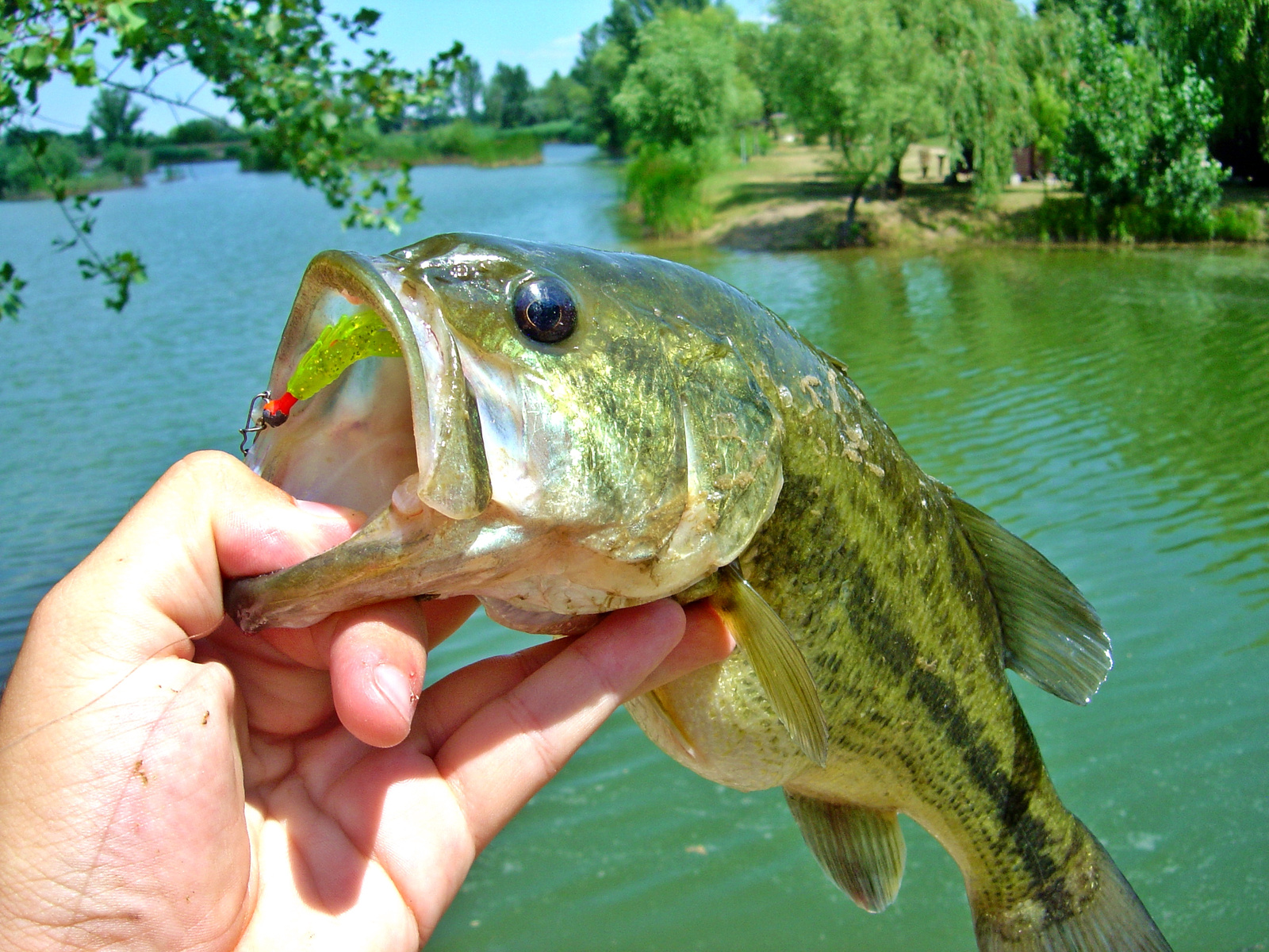 Berkley ultra light nymph